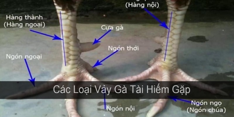 Top loại vảy tốt 