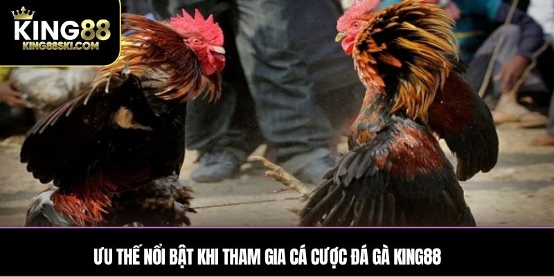 Ưu thế nổi bật khi tham gia cá cược Đá Gà King88